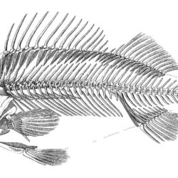 Fish Skeleton Drawing Art