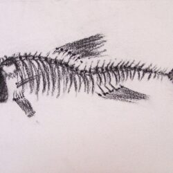 Fish Skeleton Drawing Hand Drawn Sketch