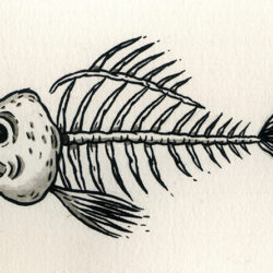 Fish Skeleton Drawing Modern Sketch