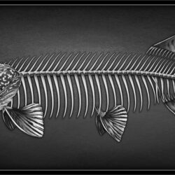 Fish Skeleton Drawing Stunning Sketch