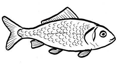 Fish, Aquatic, Seafood, Freshwater, Marine Drawing