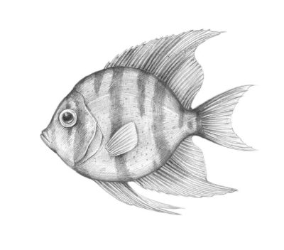 Fish, Swim, Aquatic, Marine, Scales Drawing