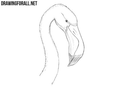 Flamingo, Elegant, Graceful, Tropical, Pink Drawing