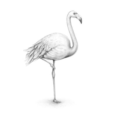 Flamingo, Graceful, Vibrant, Iconic, Tropical Drawing