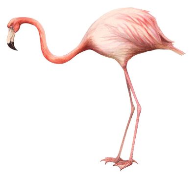 Flamingo, Elegant, Bird, Pink, Tropical Drawing