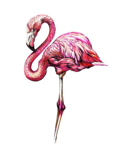 Flamingo, Elegant, Bird, Pink, Tropical Drawing