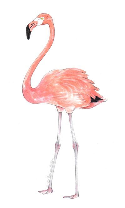 Flamingo, Elegant, Bird, Pink, Tropical Drawing