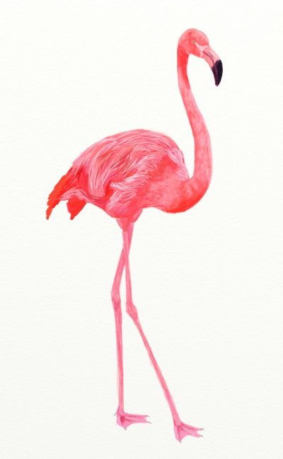 Flamingo, Elegant, Bird, Pink, Tropical Drawing