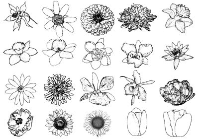 Floral, Arrangements, Designs, Patterns, Aesthetics Drawing