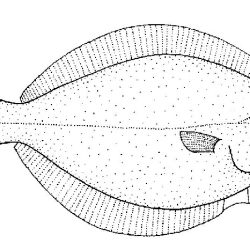 Flounder Fish Drawing Amazing Sketch