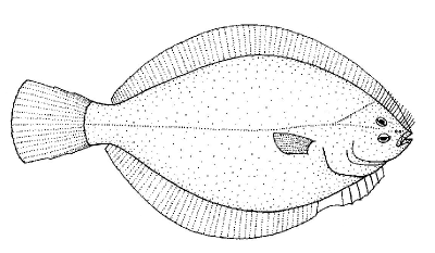 Flounder Fish, Marine Species, Culinary Delicacy, Flatfish, Benthic Habitat Drawing