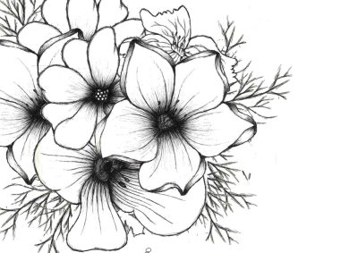 Flower, Petal, Bloom, Garden, Blossom Drawing