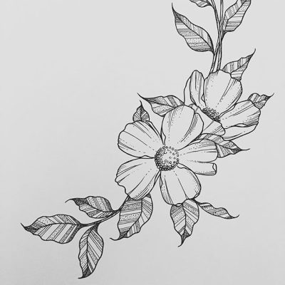 Flower, Petal, Blossom, Flora, Bloom Drawing