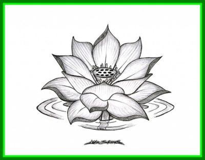 Flower, Petal, Flora, Bloom, Blossom Drawing