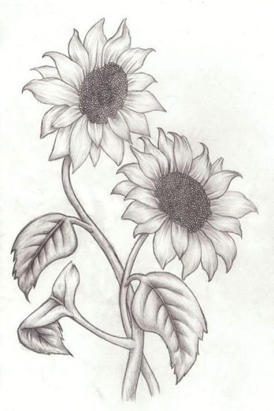 Flower Sketch, Nature Illustration, Floral Design, Creative, Artistic Bloom Drawing