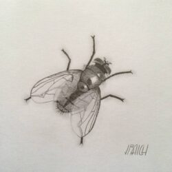 Fly Drawing