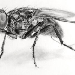 Fly Drawing Amazing Sketch