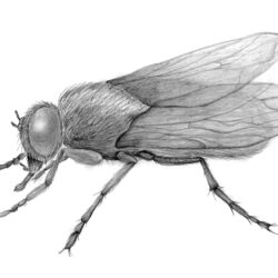 Fly Drawing Fine Art