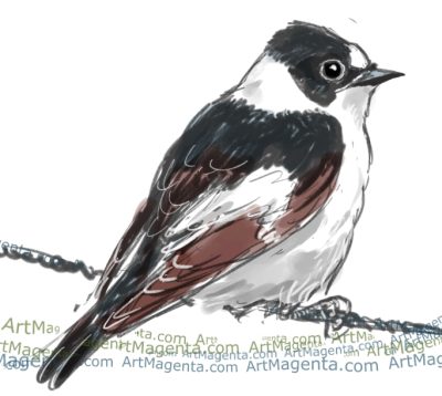 Flycatcher, Perch, Colorful, Agile, Insectivore Drawing