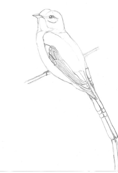 Flycatcher, Habitat, Migration, Nesting, Insectivore Drawing