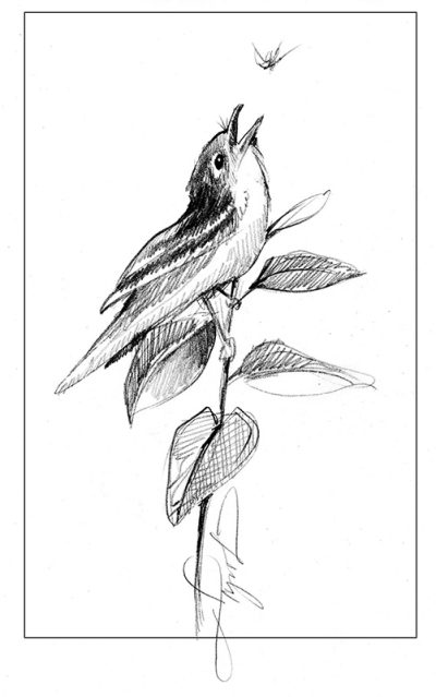 Flycatcher, Habitat, Migration, Nesting, Insectivore Drawing