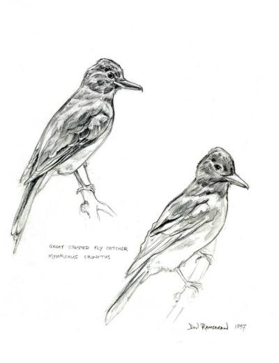 Flycatcher, Habitat, Migration, Nesting, Insectivore Drawing