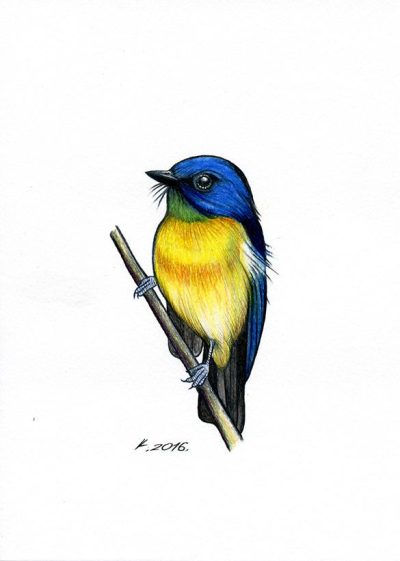 Flycatcher, Insectivorous, Colorful, Habitat, Agile Drawing