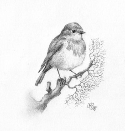 Flycatcher, Habitat, Insectivore, Avian, Colorful Drawing