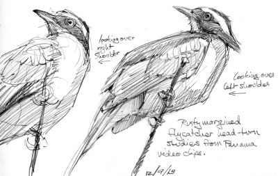 Flycatcher, Habitat, Nature, Birdwatching, Insects Drawing