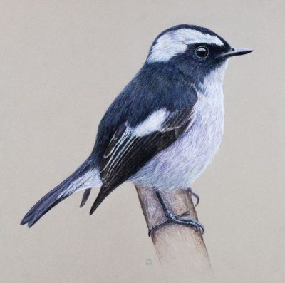 Flycatcher, Perch, Colorful, Agile, Insectivore Drawing