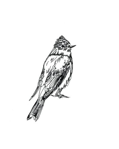 Flycatcher, Perch, Colorful, Agile, Insectivore Drawing