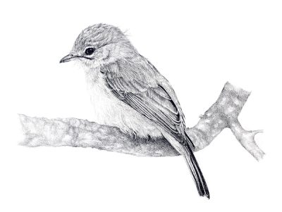 Flycatcher, Insectivore, Habitat, Nature, Birdwatching Drawing