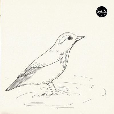 Flycatcher, Insectivore, Nature, Birdwatching, Habitat Drawing