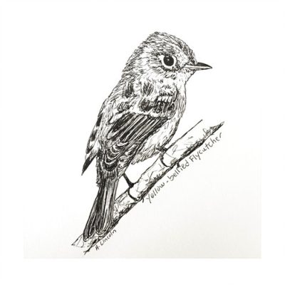 Flycatcher, Perch, Colorful, Agile, Insectivore Drawing