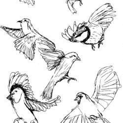 Flying Bird Drawing Amazing Sketch