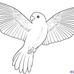 Flying Bird Drawing Artistic Sketching