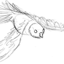 Flying Bird Drawing Fine Art