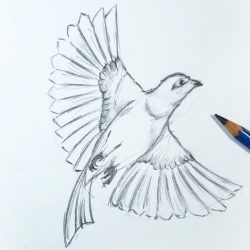 Flying Bird Drawing Intricate Artwork