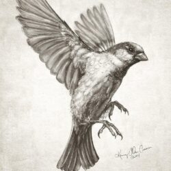 Flying Bird Drawing Modern Sketch