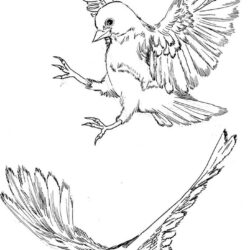 Flying Bird Drawing Photo