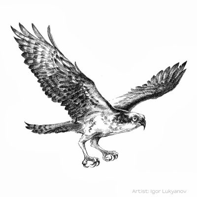 Flying Bird, Skyward Journey, Graceful Flight, Soaring High, Feathered Majesty Drawing