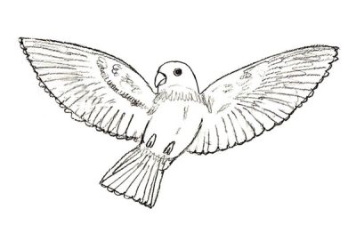 Flying Bird, Sky Dancer, Soaring Wings, Avian Grace, Free Spirit Drawing