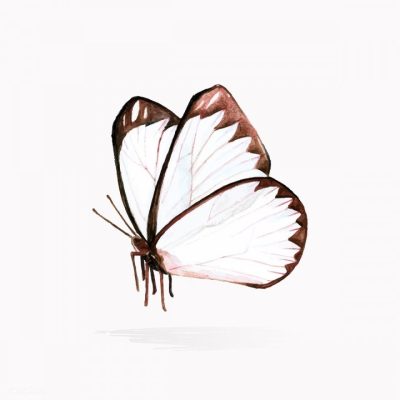 Flying Butterfly, Colorful Dance, Soaring Elegance, Nature’s Wonder, Graceful Wings Drawing