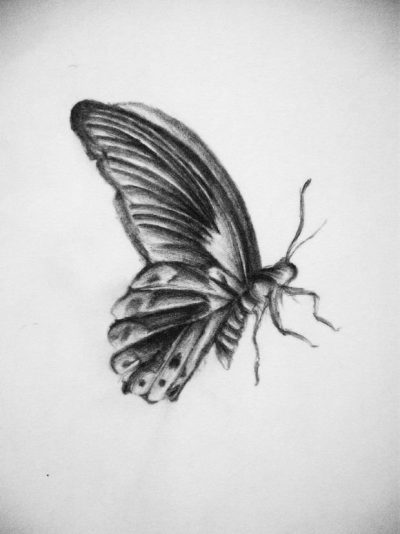 Flying Butterfly, Colorful Dance, Soaring Elegance, Nature’s Wonder, Graceful Wings Drawing