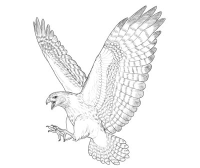 Flying Hawk, Sky Monarch, Majestic Predator, Agile Hunter, Soaring Bird Drawing