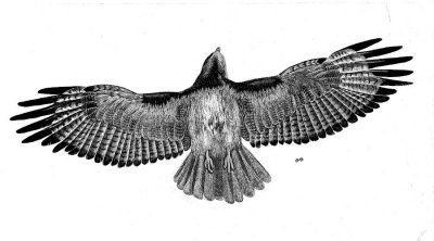 Flying Hawk, Majestic Raptor, Soaring Predator, Agile Hunter, Sky Dominator Drawing