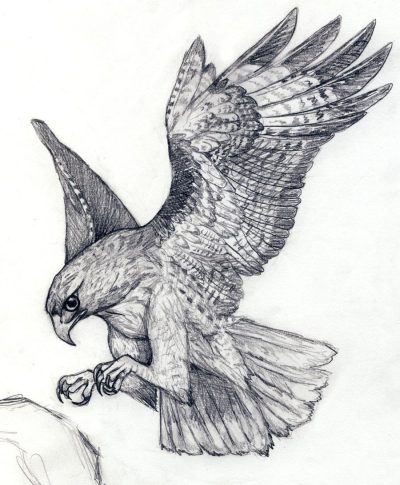 Flying Bird, Soaring, Sky, Freedom, Graceful Drawing