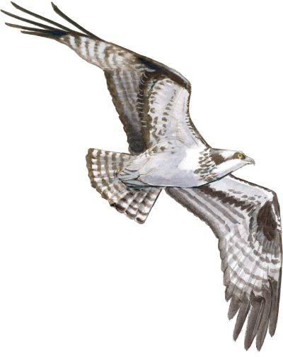 Flying Hawk, Gliding Falcon, Swift Osprey, Majestic Kestrel, Soaring Eagle Drawing