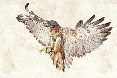 Flying Hawk, Sky Hunter, Soaring Bird, Agile Winged, Majestic Predator Drawing