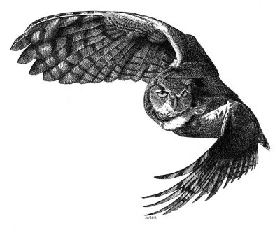 Flying Owl, Night Hunter, Majestic Predator, Soaring Bird, Silent Glider Drawing